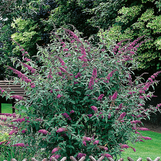 Syrenbuddleja 'Ile de France'