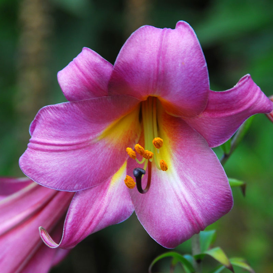 Kungslilja ’Pink Perfection’