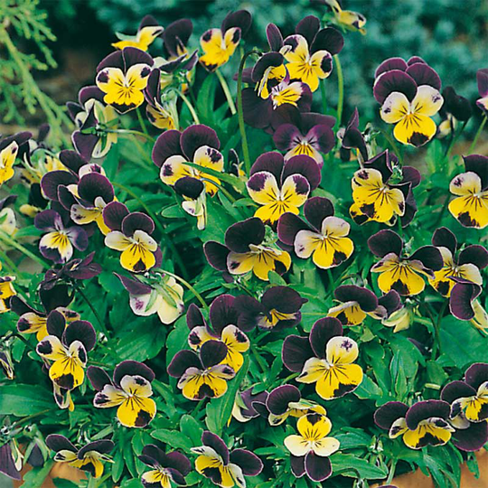 Styvmorsviol 'Johnny Jump Up'