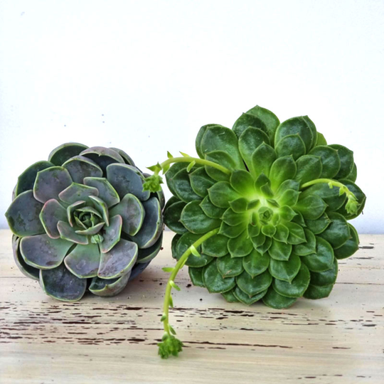Echeveria mix 2, 2-pack