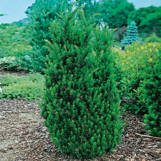 Goliat Idegran @Plant Hillii, 10-pack