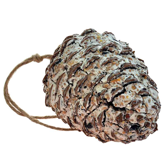 Kotte talg frö
