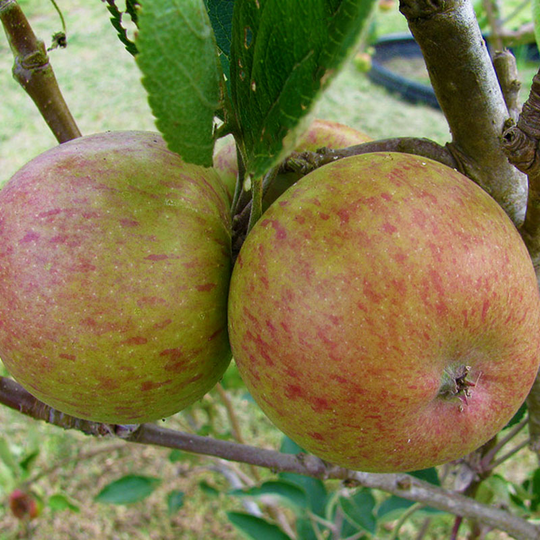 Ympris äpple 'Ribston'