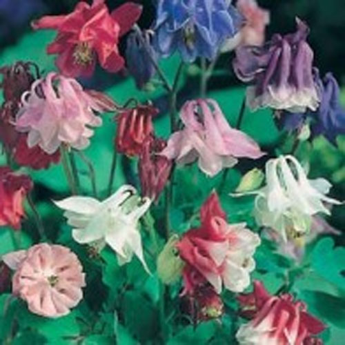 Akleja 'Biedermeier Mixed'