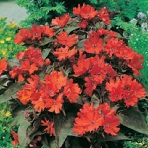 Gökblomster 'Molten Lava'
