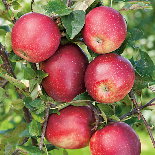 Äpple 'Summerred', svagväxande