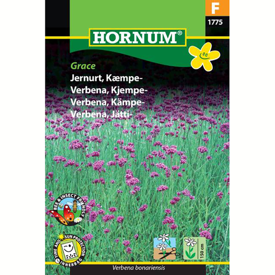 Verbena 'Grace'