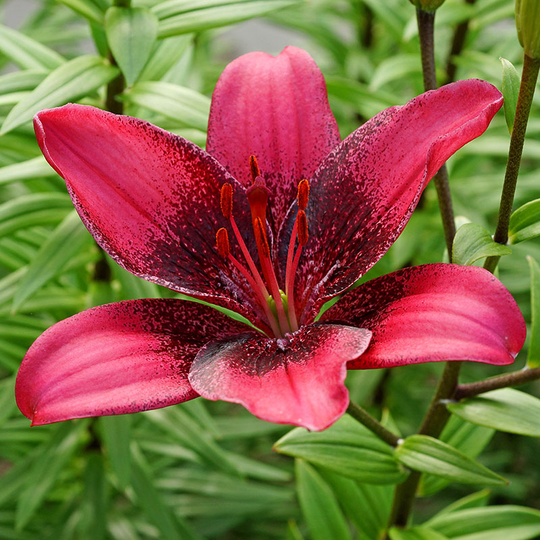 Asiatlilja 'Purple Eye'