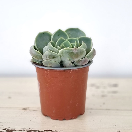 Echeveria elegans