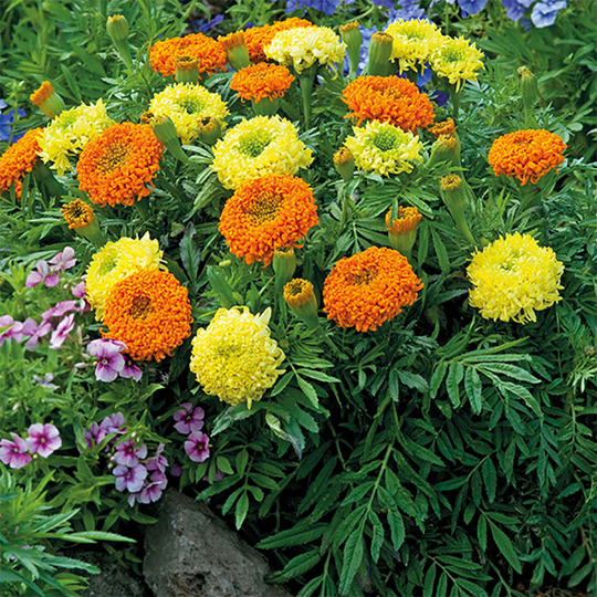 Stor tagetes 'Spinning Wheels'