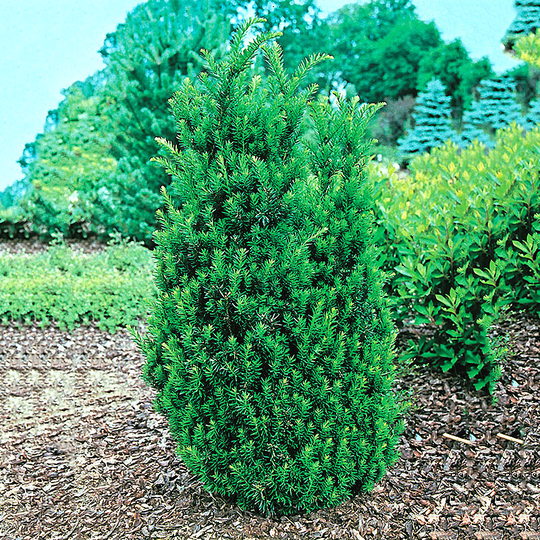 Hybrididegran 'Hillii' 30-40 cm