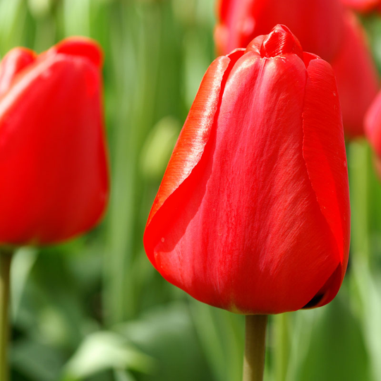 Darwintulpan ’Apeldoorn’
