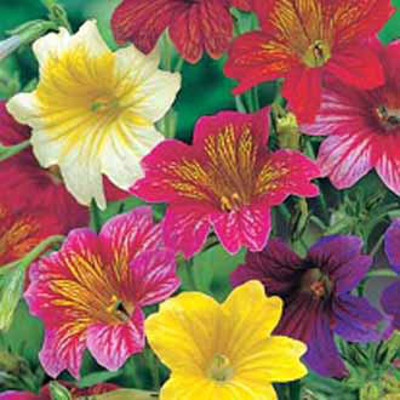 Trumpetblomma 'Bolero', mix