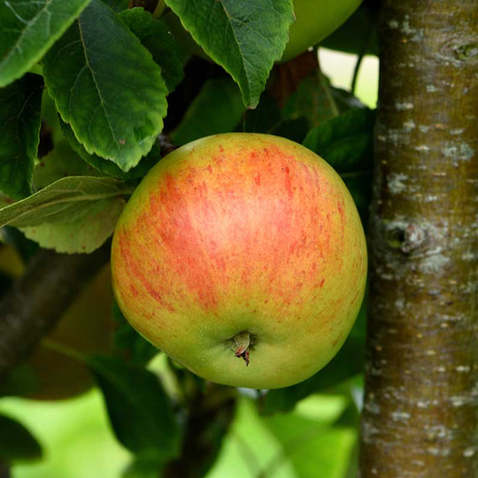 Äpple 'Gyllenkroks Astrakan'