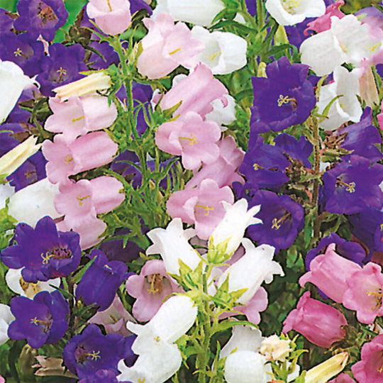 Mariaklocka 'Cottage', mix