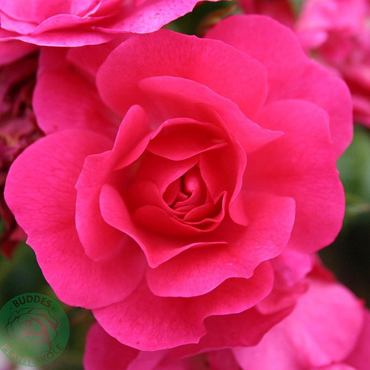 Ros 'Heidetraum'