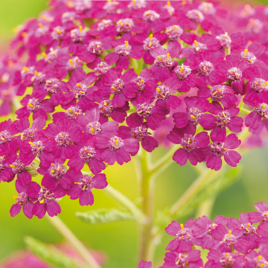 Röllika 'Cerise Queen'