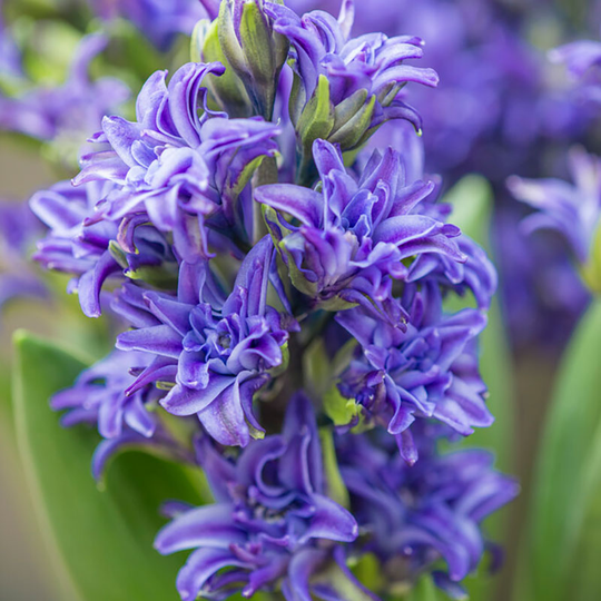 Hyacint 'Twin Pearl'