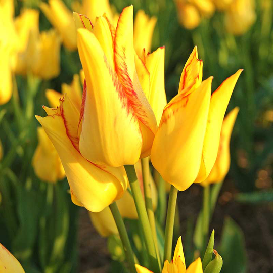Tulpan ‘Royal Georgette’