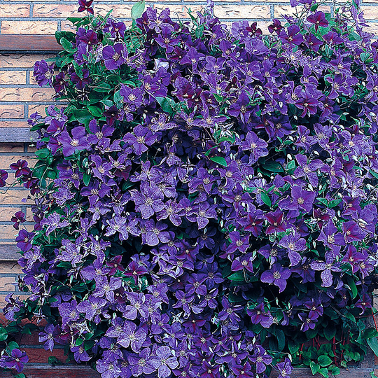 Klematis 'Jackmannii'