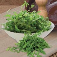 Rucola 'Kennedy'