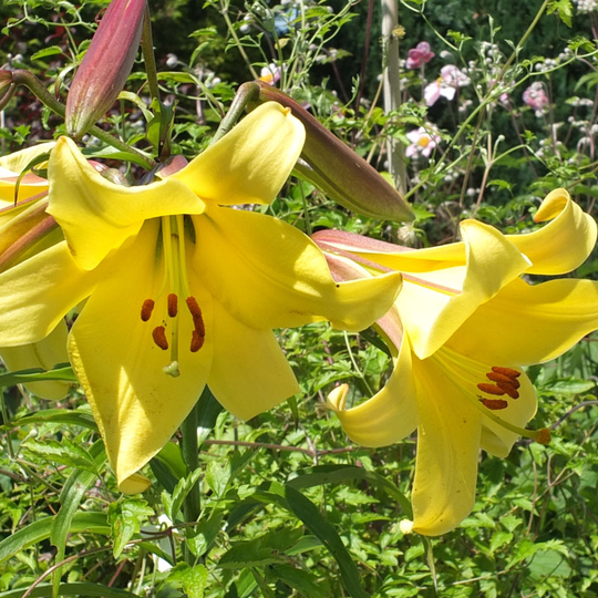 Trumpetlilja ’Royal Gold’