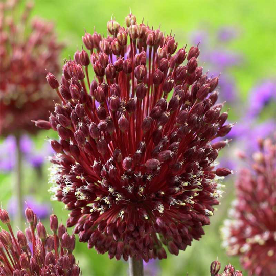 Ametistlök 'Red Mohican'
