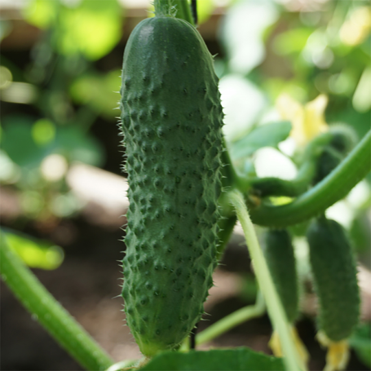 Frilandgurka 'Gracie' F1