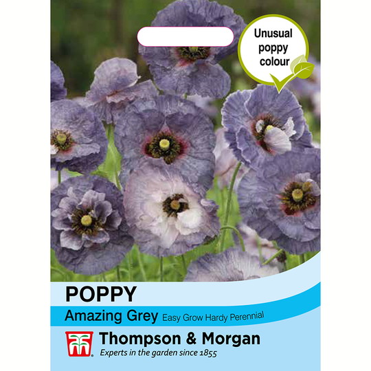 Kornvallmo 'Amazing Grey'
