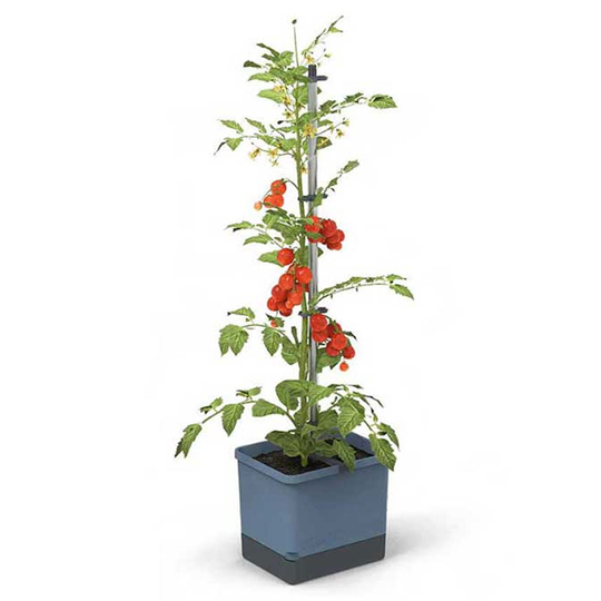 Tomatkruka Tom Tomato, blå