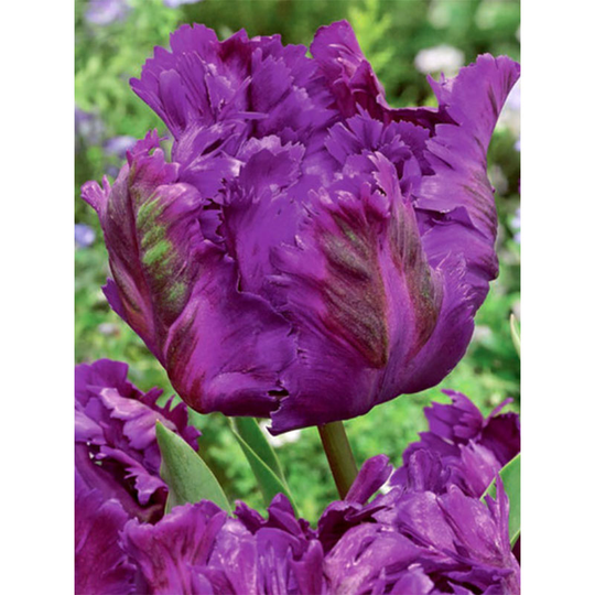 Papegojtulpan 'Negrita'