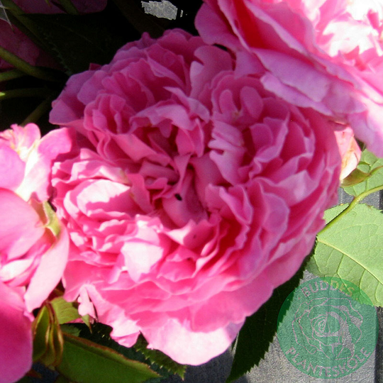 Ros 'Mary Rose'