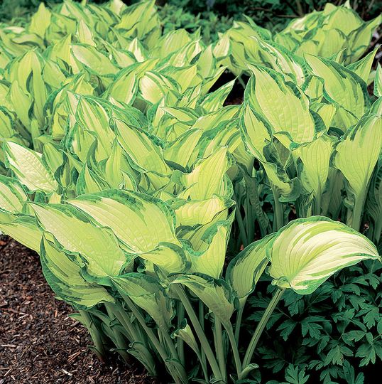 Blomsterfunkia 'Albo-picta', 3-pack