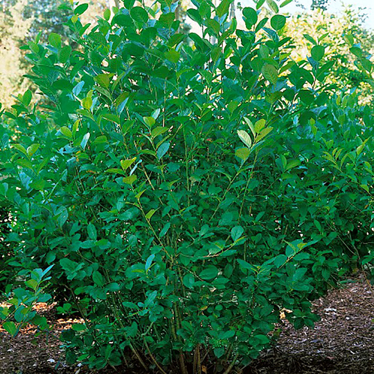 Slånaronia 'Elata' 10-pack