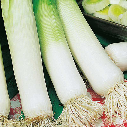Purjolök 'Gigante d'Inverno 2', ekologisk