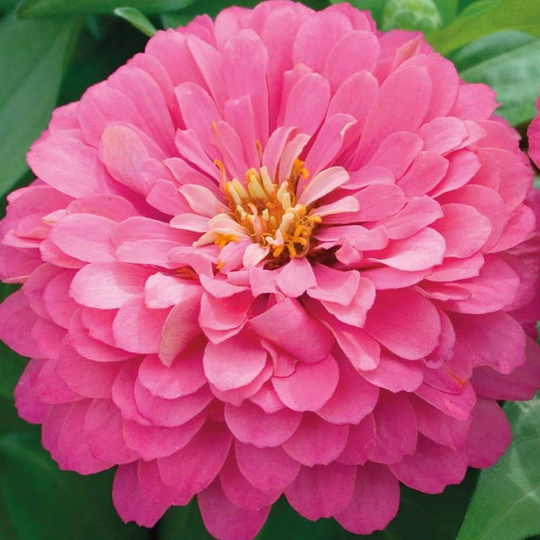 Zinnia, Luminosa