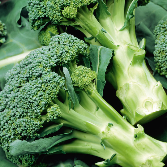 Broccoli 'Calabrese Natalino'