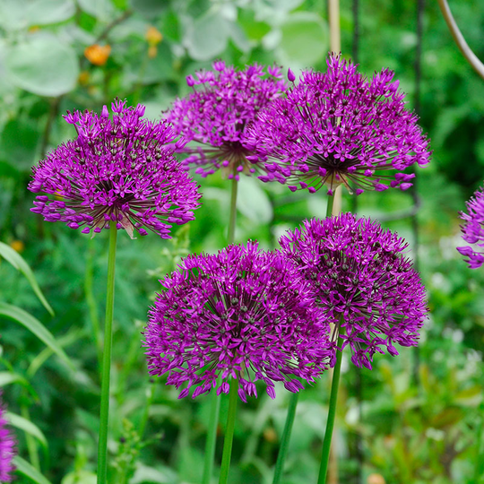 Purpurlök ’Purple Sensation’