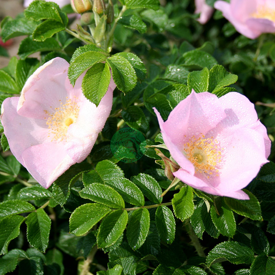 Ros 'Dagmar Hastrup', 4L