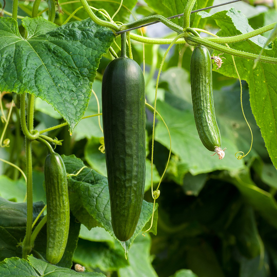 Gurkplanta Slanggurka 'Cordoba'
