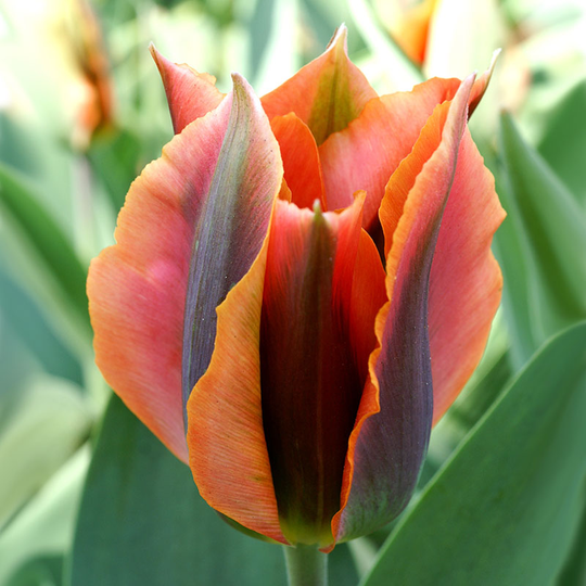 Viridifloratulpan ’Artist’