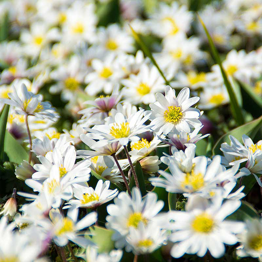 Balkansippa 'White Splendour'