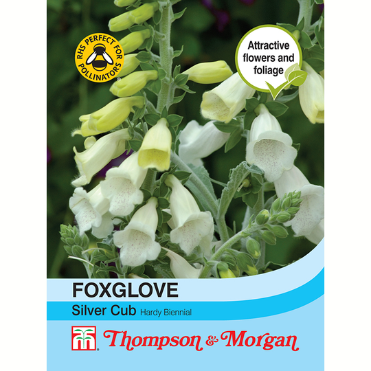 Fingerborgsblomma 'Silver Cub'