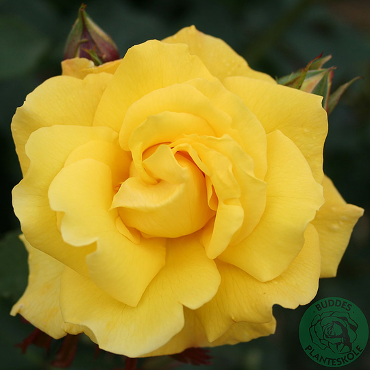 Ros 'Goldstern'
