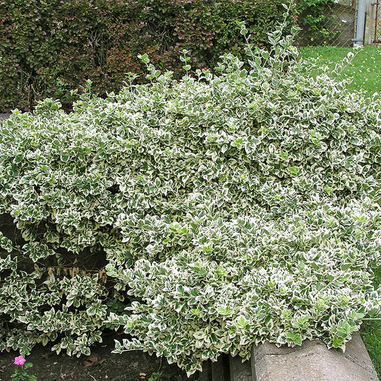 Vitbrokig klätterbenved 'Emerald Gaiety'