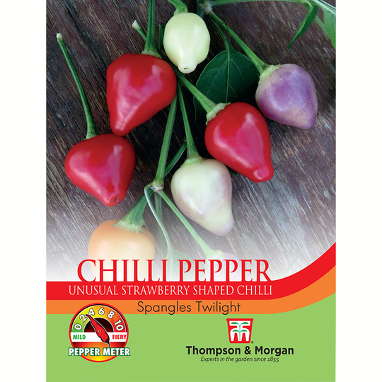 Chilipeppar 'Spangles Twilight'