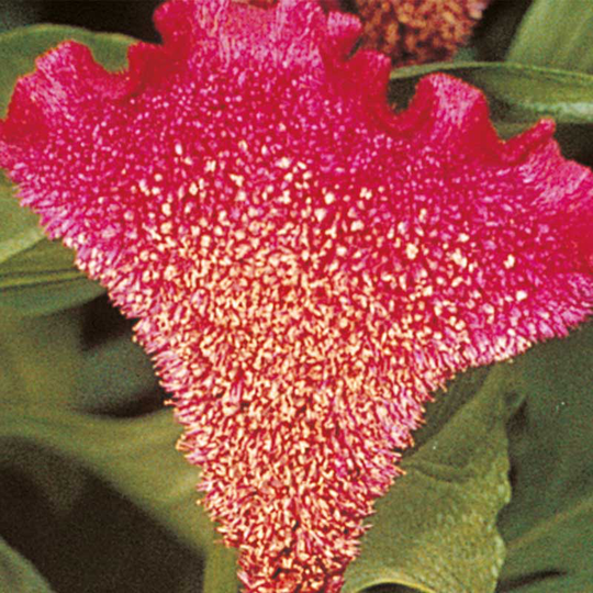 Tuppkam 'Bombay Purple'