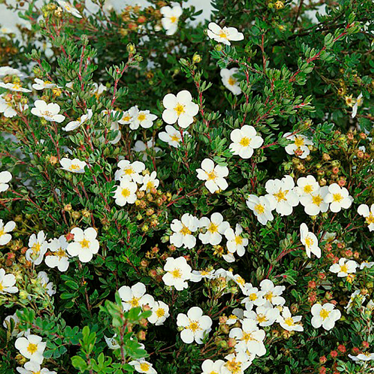 Ölandstok 'Abbotswood'