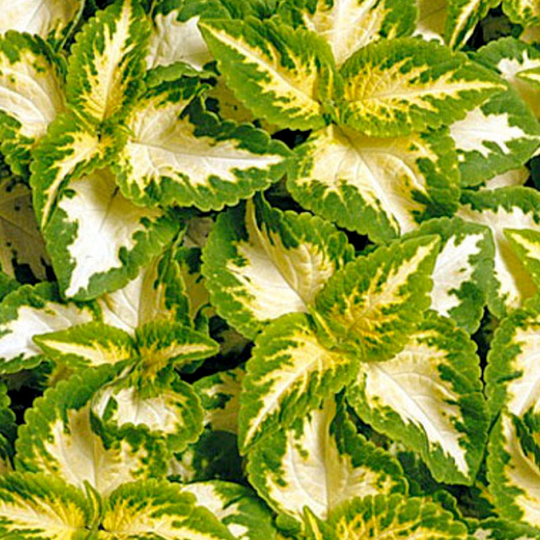 Palettblad 'Wizard Jade'