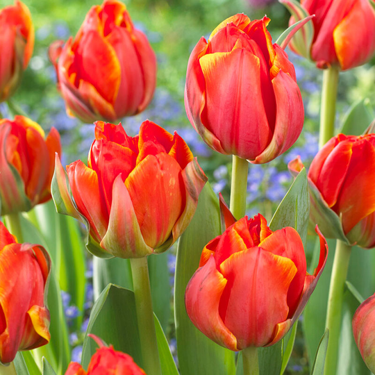 Tulpan 'Queensday'